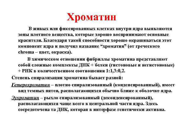 Хроматин В живых или фиксированных клетках внутри ядра выявляются зоны плотного вещества, которые хорошо