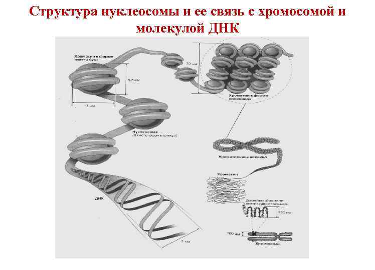 Структура нуклеосомы и ее связь с хромосомой и молекулой ДНК 