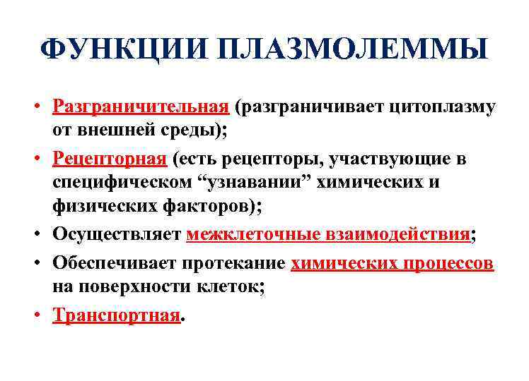 ФУНКЦИИ ПЛАЗМОЛЕММЫ • Разграничительная (разграничивает цитоплазму от внешней среды); • Рецепторная (есть рецепторы, участвующие