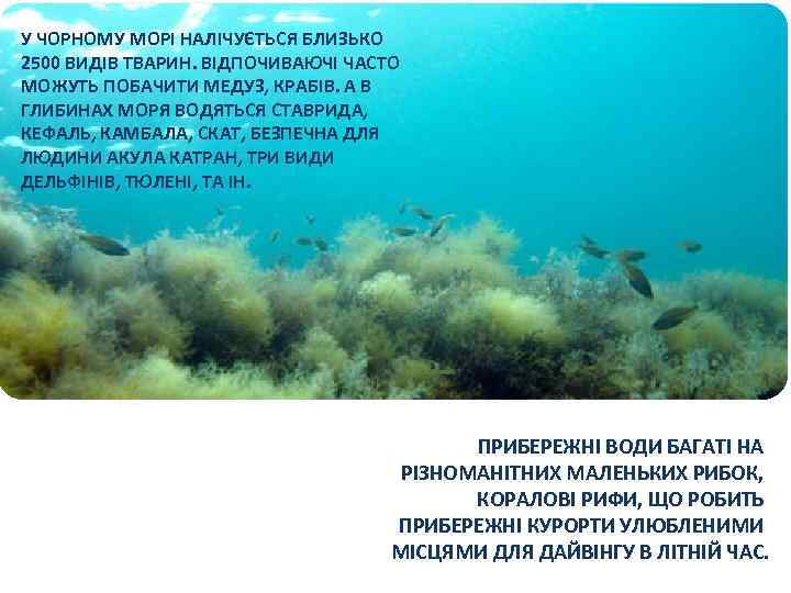 Водоросли вдоль азовского моря. Морские обитатели Азовского моря растительный мир.