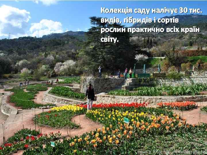 Колекція саду налічує 30 тис. видів, гібридів і сортів рослин практично всіх країн світу.