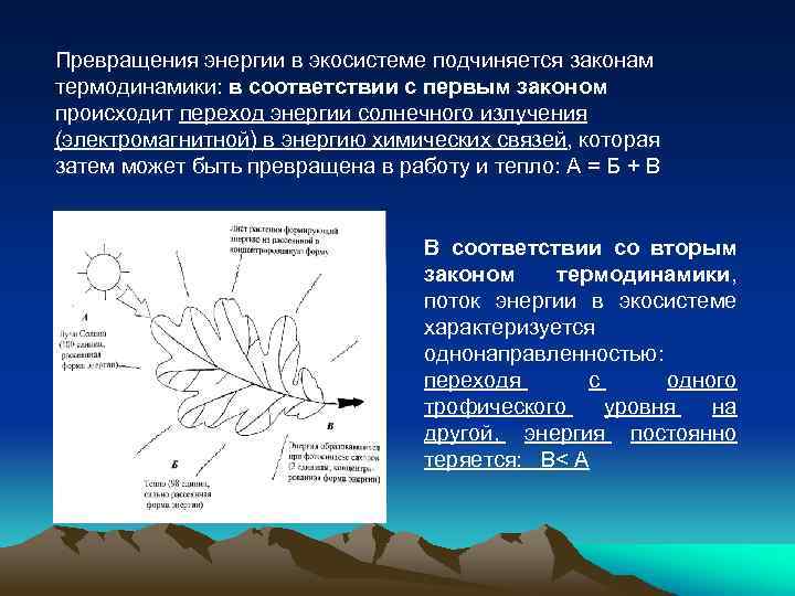 Процессы экосистемы