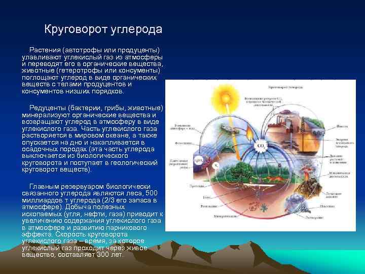 Составьте пояснительный текст к схеме с описанием круговорота углерода