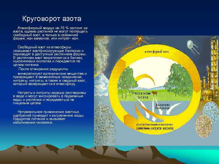  Круговорот азота Атмосферный воздух на 78 % состоит из азота, однако растения не