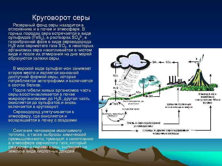  Круговорот серы Резервный фонд серы находится в отложениях и в почве и атмосфере.