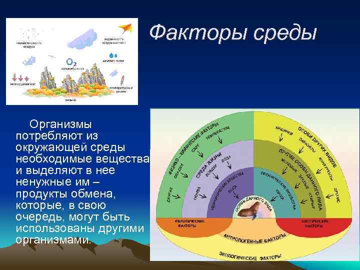 Комплекс факторов среды. Факторы среды. Организм и среда. Организм и факторы среды. Факторы жизненной среды.