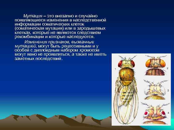 Мутация – это внезапно и случайно появляющиеся изменения в наследственной информации соматических клеток (соматическая