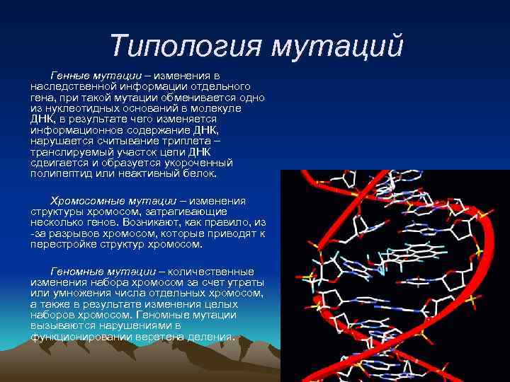 Типология мутаций Генные мутации – изменения в наследственной информации отдельного гена, при такой мутации