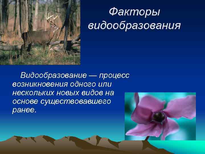 Факторы видообразования Видообразование — процесс возникновения одного или нескольких новых видов на основе существовавшего