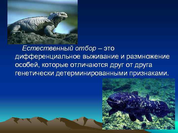 Естественный отбор – это дифференциальное выживание и размножение особей, которые отличаются друг от друга