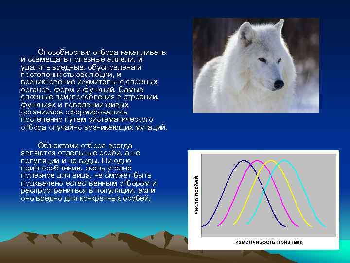 Способностью отбора накапливать и совмещать полезные аллели, и удалять вредные, обусловлена и постепенность эволюции,