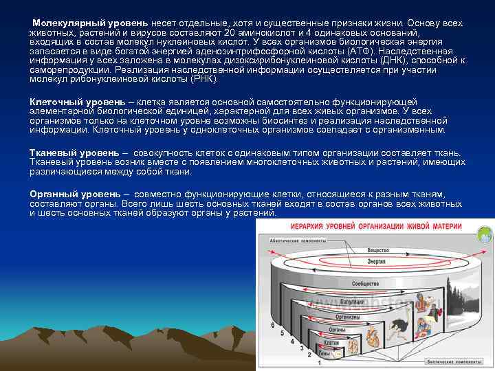 Молекулярный уровень несет отдельные, хотя и существенные признаки жизни. Основу всех животных, растений и