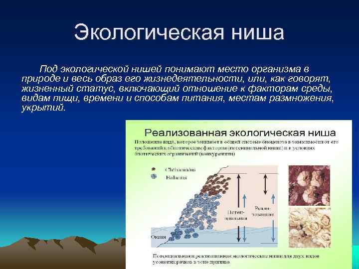 2 примера экологических ниш. Экологическая ниша организма. Экологические ниши таблица. Экологическая ниша факторы среды. Адаптации организмов экологическая ниша.