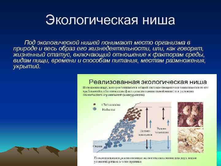 Экологическую нишу занимают