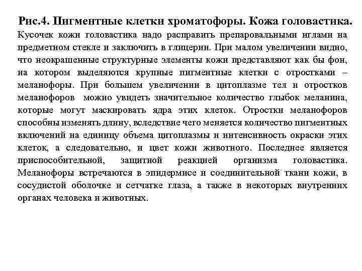 Рис. 4. Пигментные клетки хроматофоры. Кожа головастика. Кусочек кожи головастика надо расправить препаровальными иглами