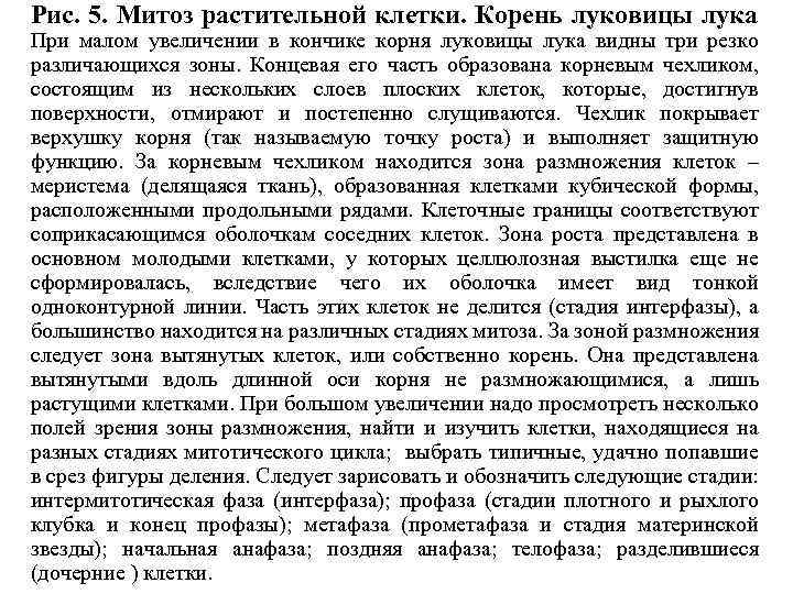 Рис. 5. Митоз растительной клетки. Корень луковицы лука При малом увеличении в кончике корня