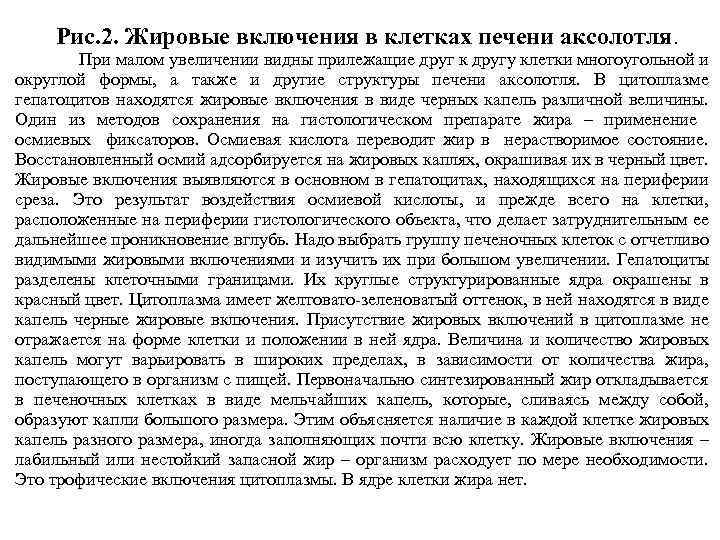 Рис. 2. Жировые включения в клетках печени аксолотля. При малом увеличении видны прилежащие друг