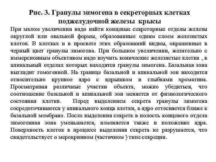 Рис. 3. Гранулы зимогена в секреторных клетках поджелудочной железы крысы При малом увеличении надо