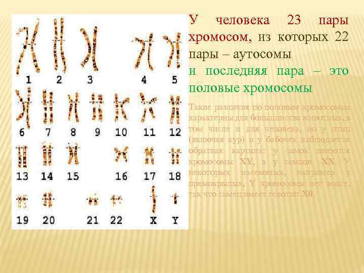 У человека 23 пары хромосом, из которых 22 пары – аутосомы и последняя пара