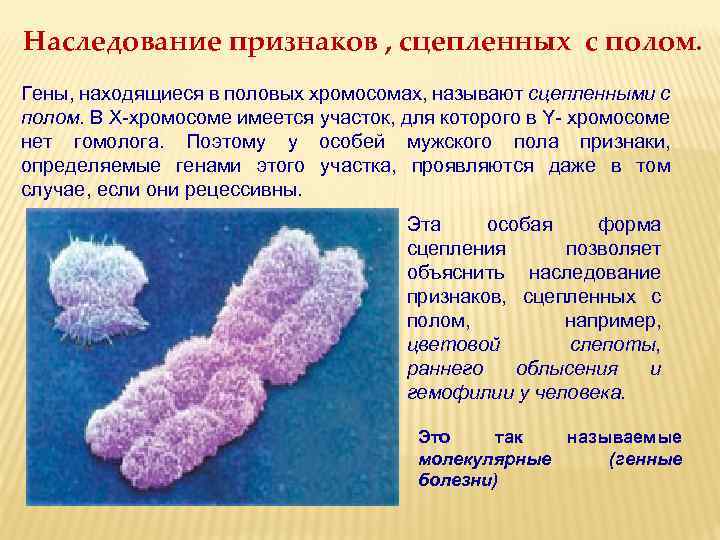 Наследование признаков , сцепленных с полом. Гены, находящиеся в половых хромосомах, называют сцепленными с