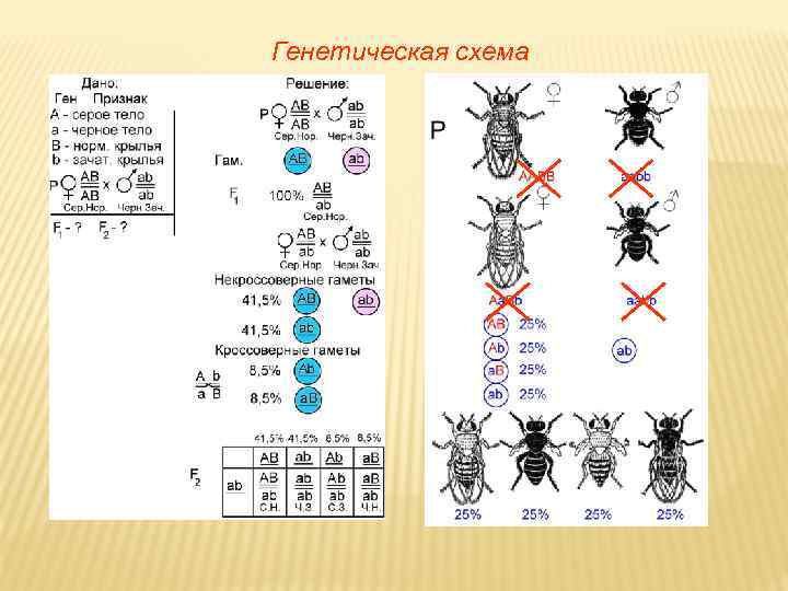 Генетическая схема 