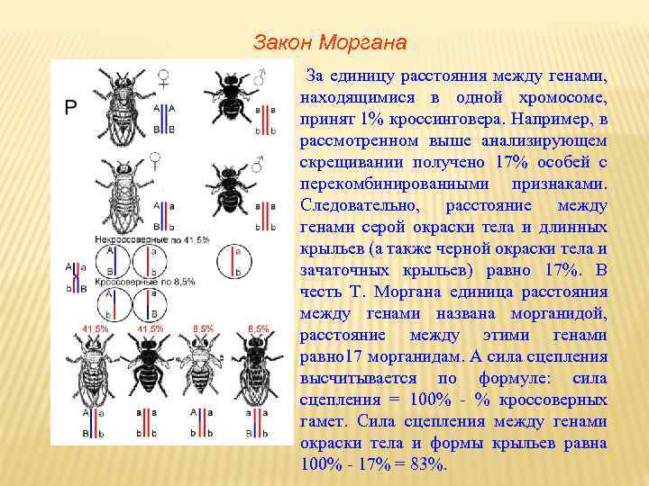 Расстояние между морганидами. Закон Моргана биология. Закон Моргана кроссинговер. Расстояние между генами в одной хромосоме. 1 Закон Моргана.