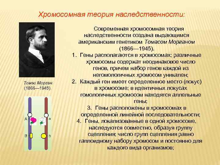 Хромосомная теория наследственности: Томас Морган (1866— 1945). Современная хромосомная теория наследственности создана выдающимся американским