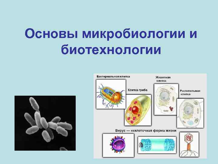 Основы микробиологии и биотехнологии 