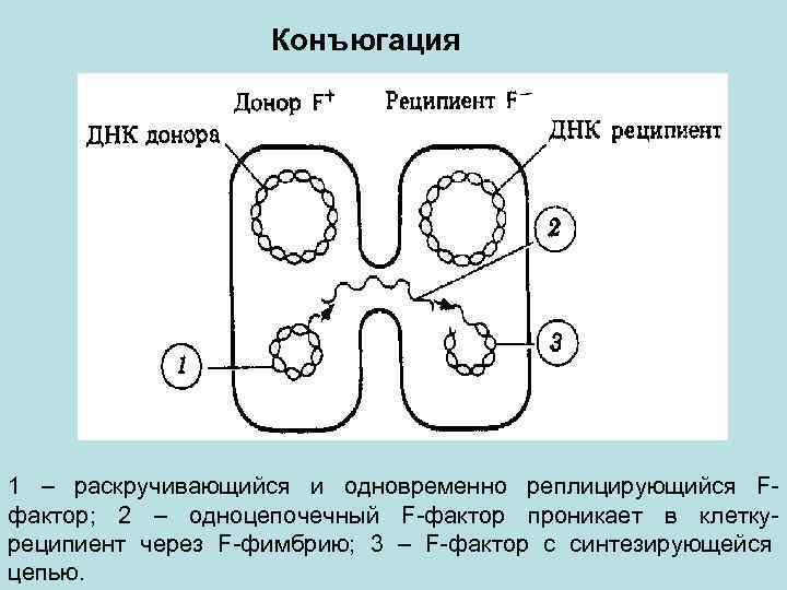 Конъюгация 1 – раскручивающийся и одновременно реплицирующийся Fфактор; 2 – одноцепочечный F-фактор проникает в