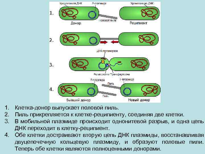 1. Клетка-донор выпускает половой пиль. 2. Пиль прикрепляется к клетке-реципиенту, соединяя две клетки. 3.