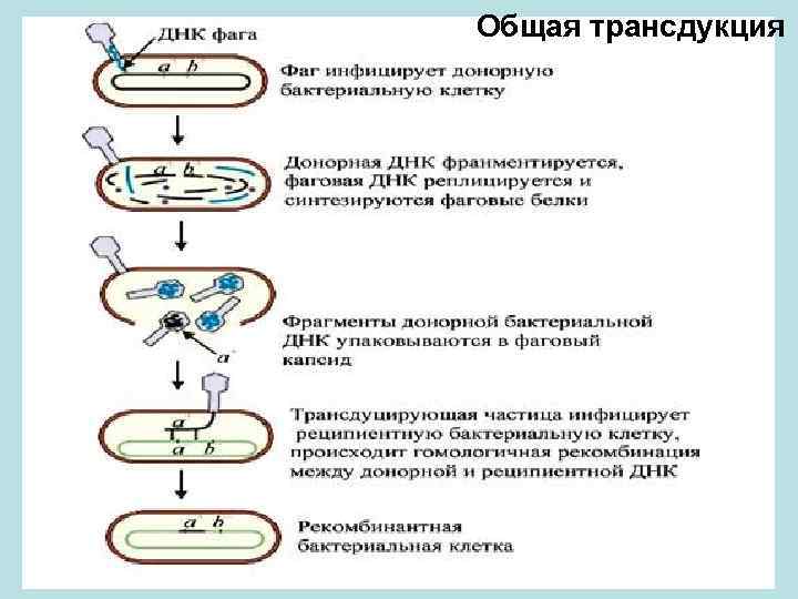 Общая трансдукция 