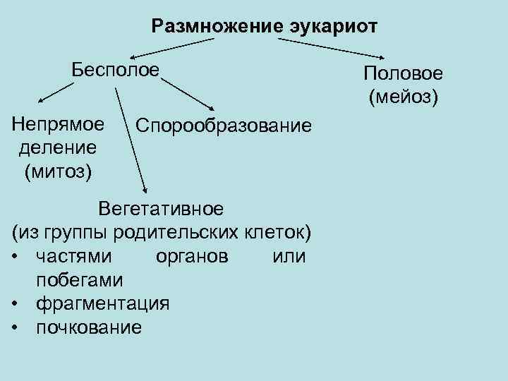 Размножение эукариот Бесполое Непрямое деление (митоз) Спорообразование Вегетативное (из группы родительских клеток) • частями