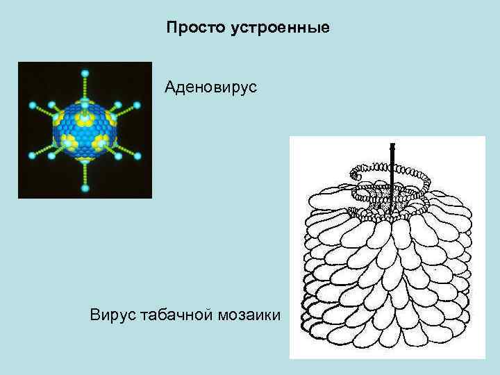 Просто устроенные Аденовирус Вирус табачной мозаики 