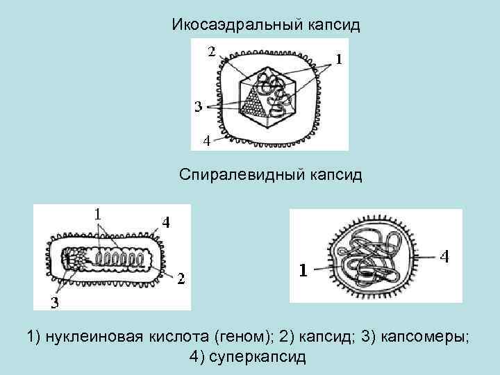 Икосаэдральный капсид Спиралевидный капсид 1) нуклеиновая кислота (геном); 2) капсид; 3) капсомеры; 4) суперкапсид