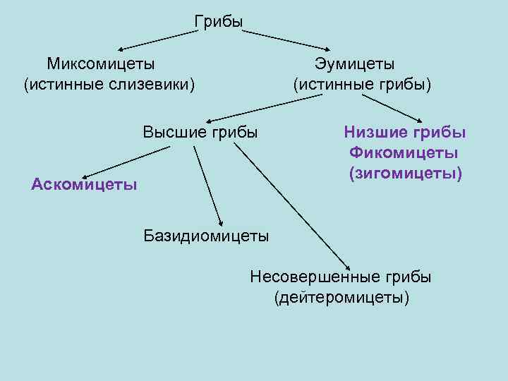 Грибы Миксомицеты (истинные слизевики) Эумицеты (истинные грибы) Высшие грибы Аскомицеты Низшие грибы Фикомицеты (зигомицеты)