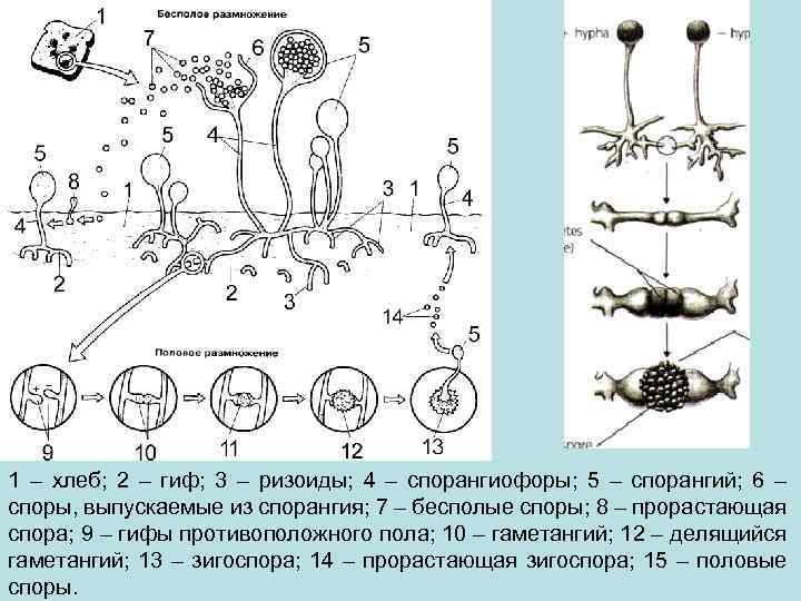 1 – хлеб; 2 – гиф; 3 – ризоиды; 4 – спорангиофоры; 5 –