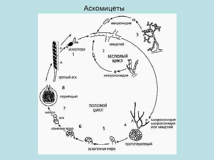 Аскомицеты 