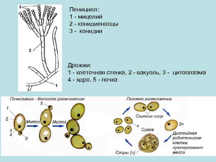 Пеницилл: 1 - мицелий 2 - конидиеносцы 3 - конидии Дрожжи: 1 - клеточная