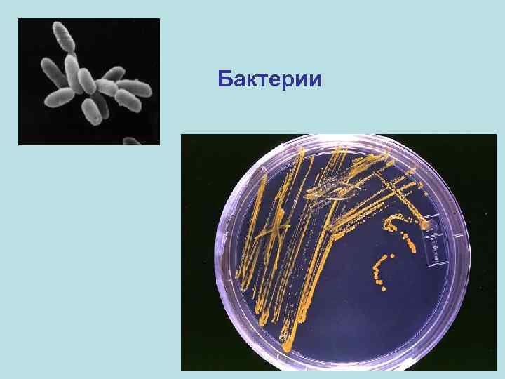 Бактерии 