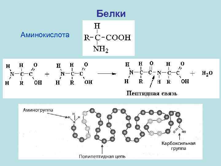 Белки Аминокислота 
