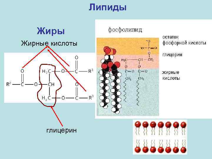 Липиды Жирные кислоты глицерин 