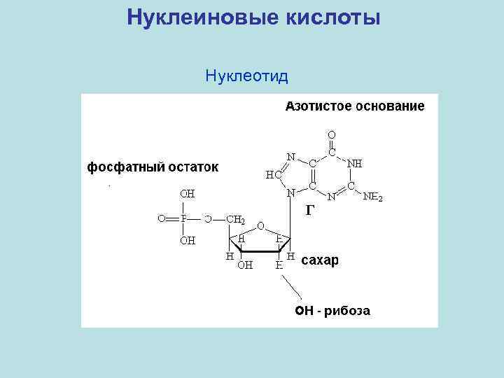 Нуклеиновые кислоты Нуклеотид 