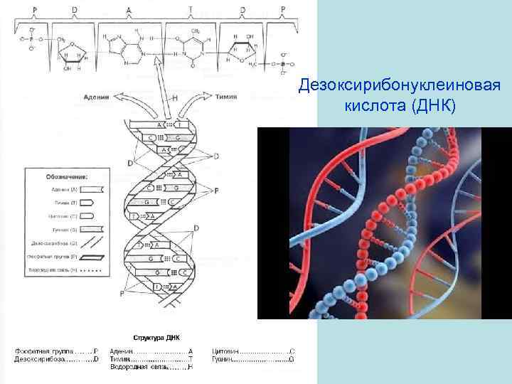 Дезоксирибонуклеиновая кислота (ДНК) 