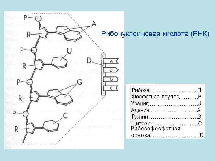 Рибонуклеиновая кислота (РНК) 