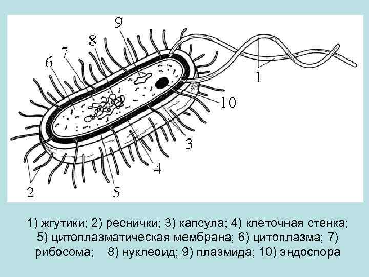 1) жгутики; 2) реснички; 3) капсула; 4) клеточная стенка; 5) цитоплазматическая мембрана; 6) цитоплазма;
