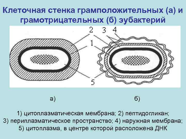 Клеточная стенка грамположительных (а) и грамотрицательных (б) эубактерий а) б) 1) цитоплазматическая мембрана; 2)