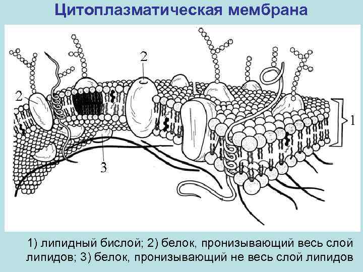 Цитоплазматическая мембрана 1) липидный бислой; 2) белок, пронизывающий весь слой липидов; 3) белок, пронизывающий