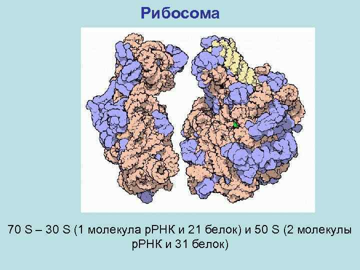 Рибосома 70 S – 30 S (1 молекула р. РНК и 21 белок) и