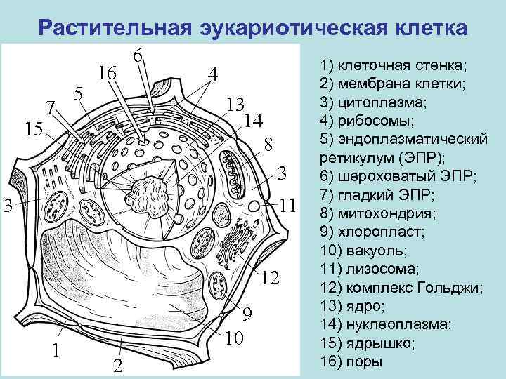 Растительная эукариотическая клетка 1) клеточная стенка; 2) мембрана клетки; 3) цитоплазма; 4) рибосомы; 5)