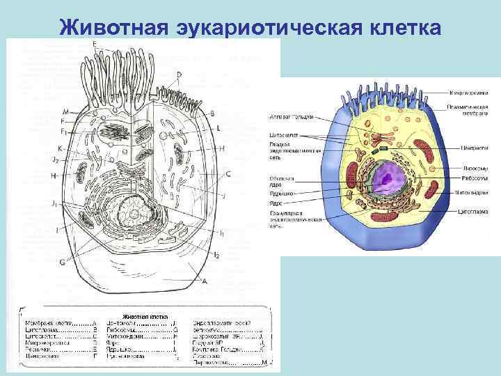 Животная эукариотическая клетка 